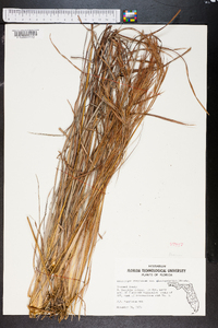 Schizachyrium tenerum image