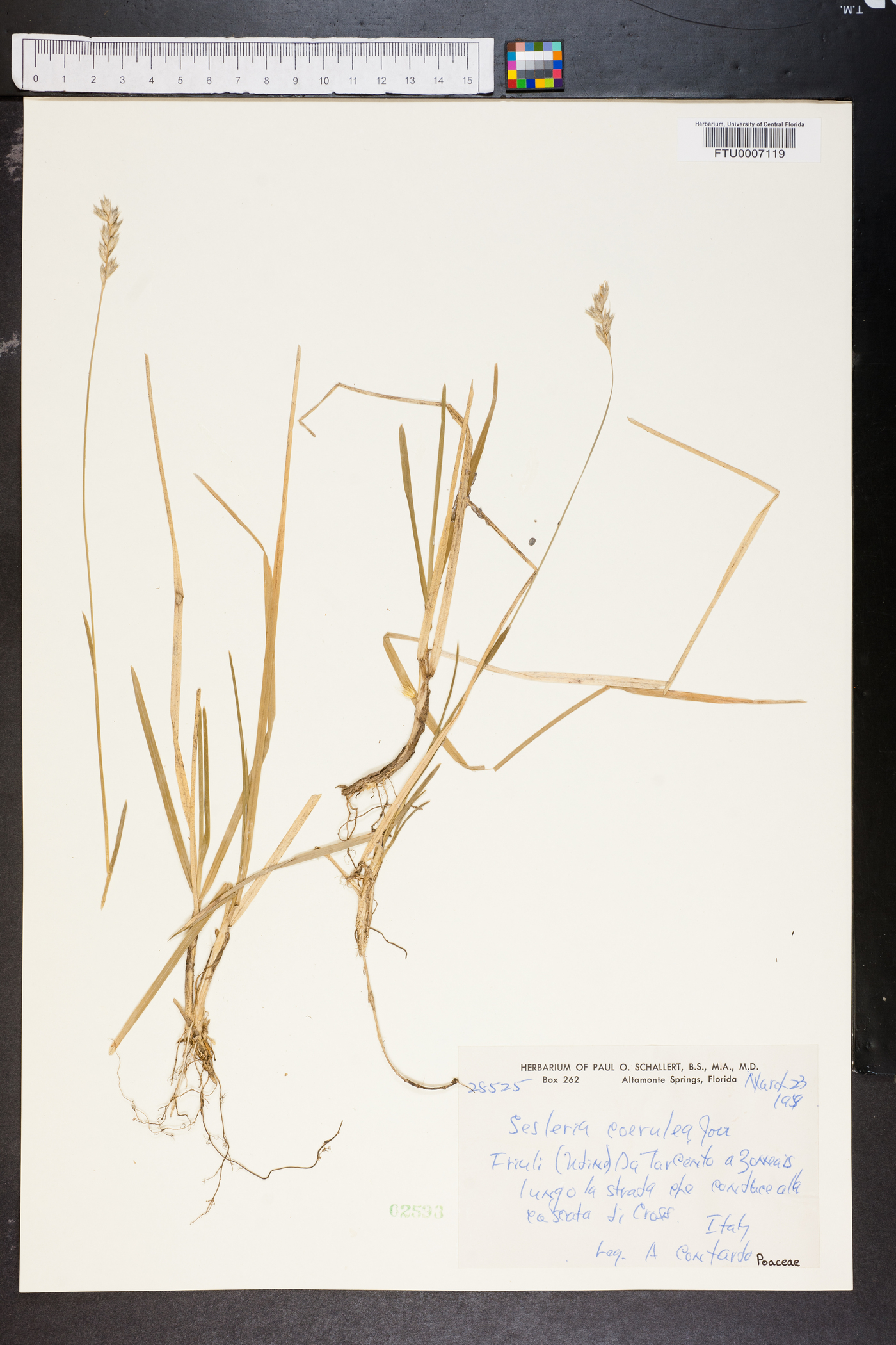 Sesleria caerulea image