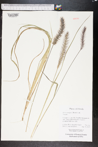 Setaria corrugata image