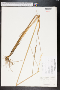 Sorghastrum secundum image