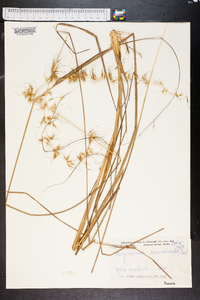 Sorghastrum secundum image