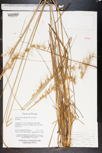 Sorghastrum secundum image