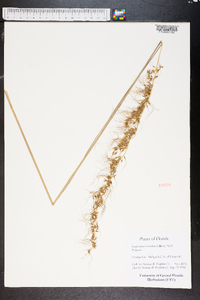 Sorghastrum secundum image