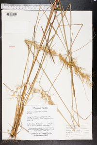 Sorghastrum secundum image