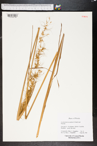 Sorghastrum secundum image