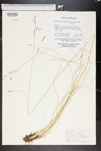 Stipa avenacioides image