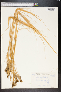 Stipa capillata image