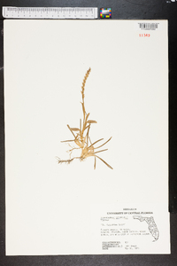 Stenotaphrum secundatum image