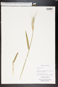 Triticum aestivum image