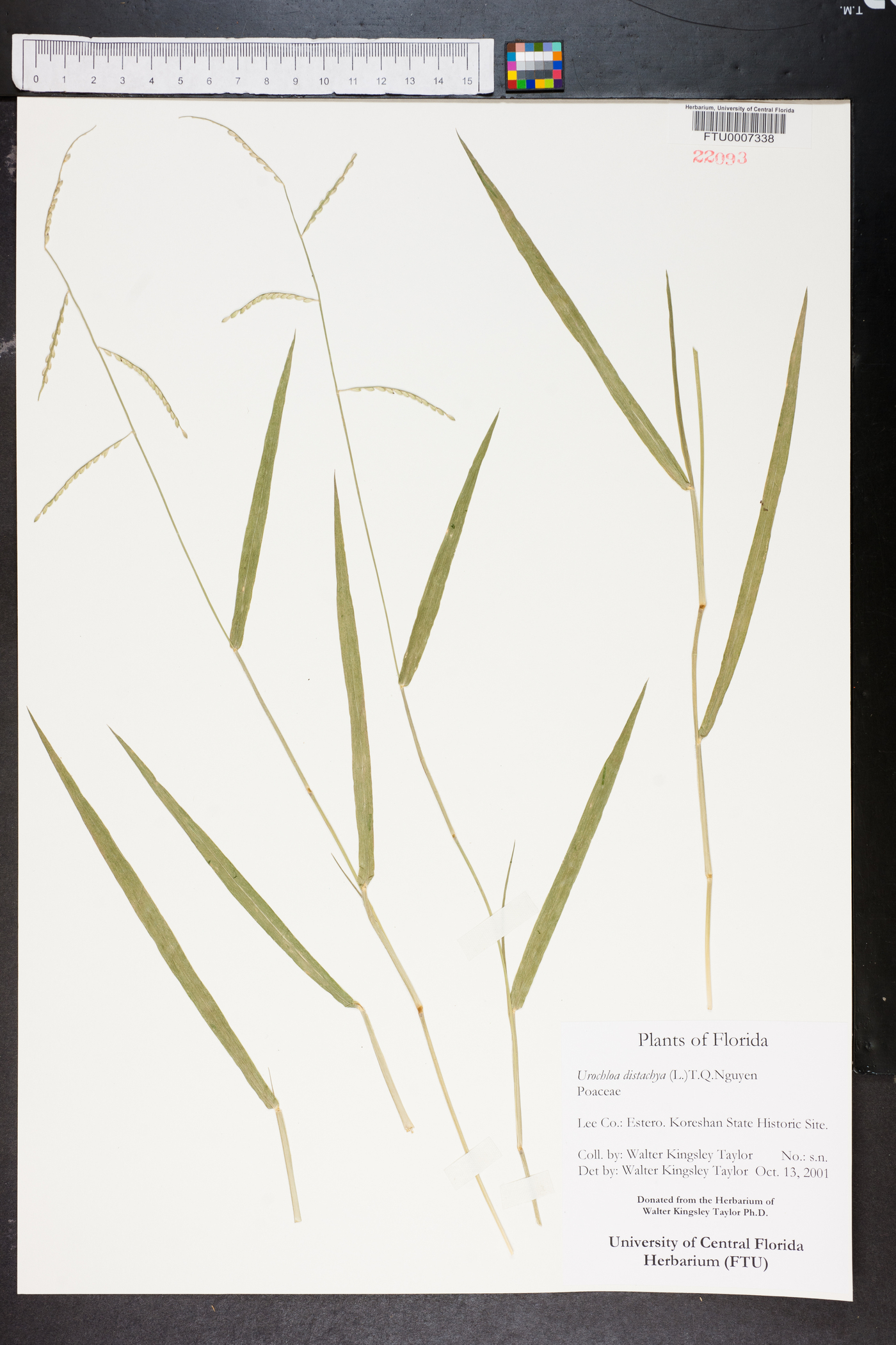 Urochloa distachya image