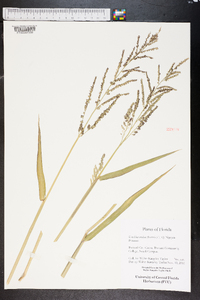 Urochloa mutica image