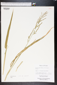 Urochloa mutica image