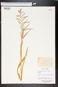 Urochloa mutica image