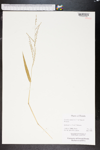 Urochloa ramosa image