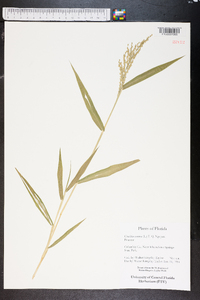 Urochloa ramosa image