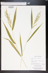 Urochloa ramosa image