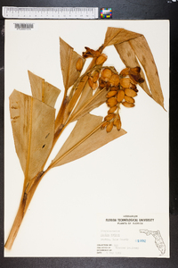 Alpinia nutans image