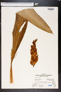 Alpinia speciosa image