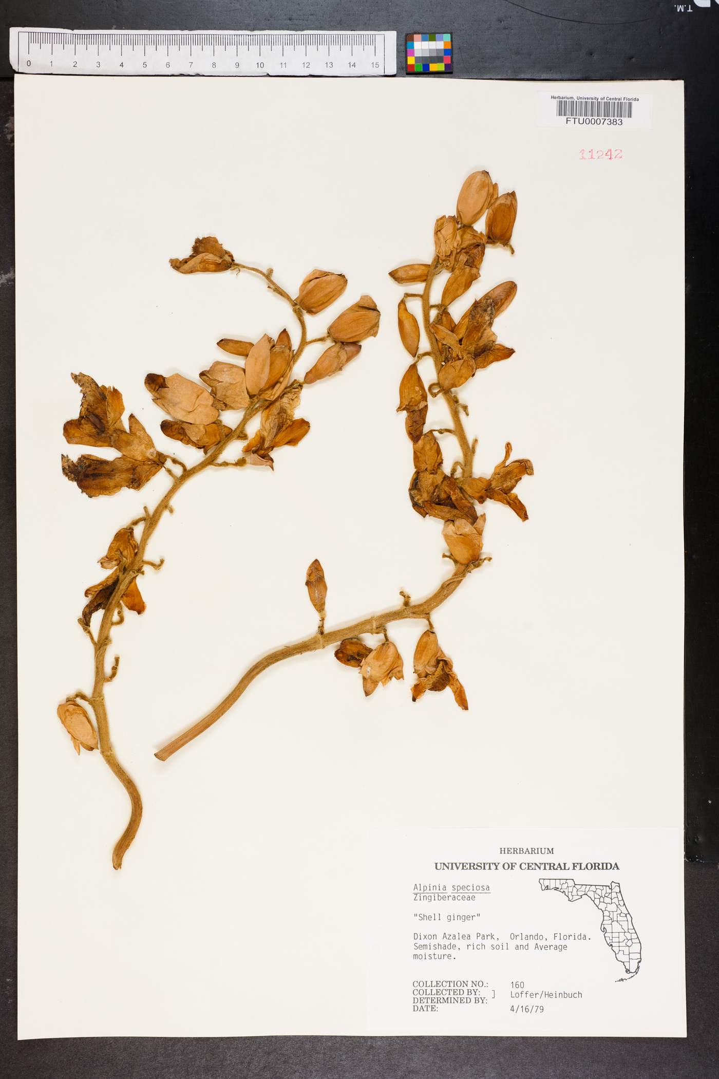Alpinia speciosa image