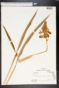 Alpinia speciosa image