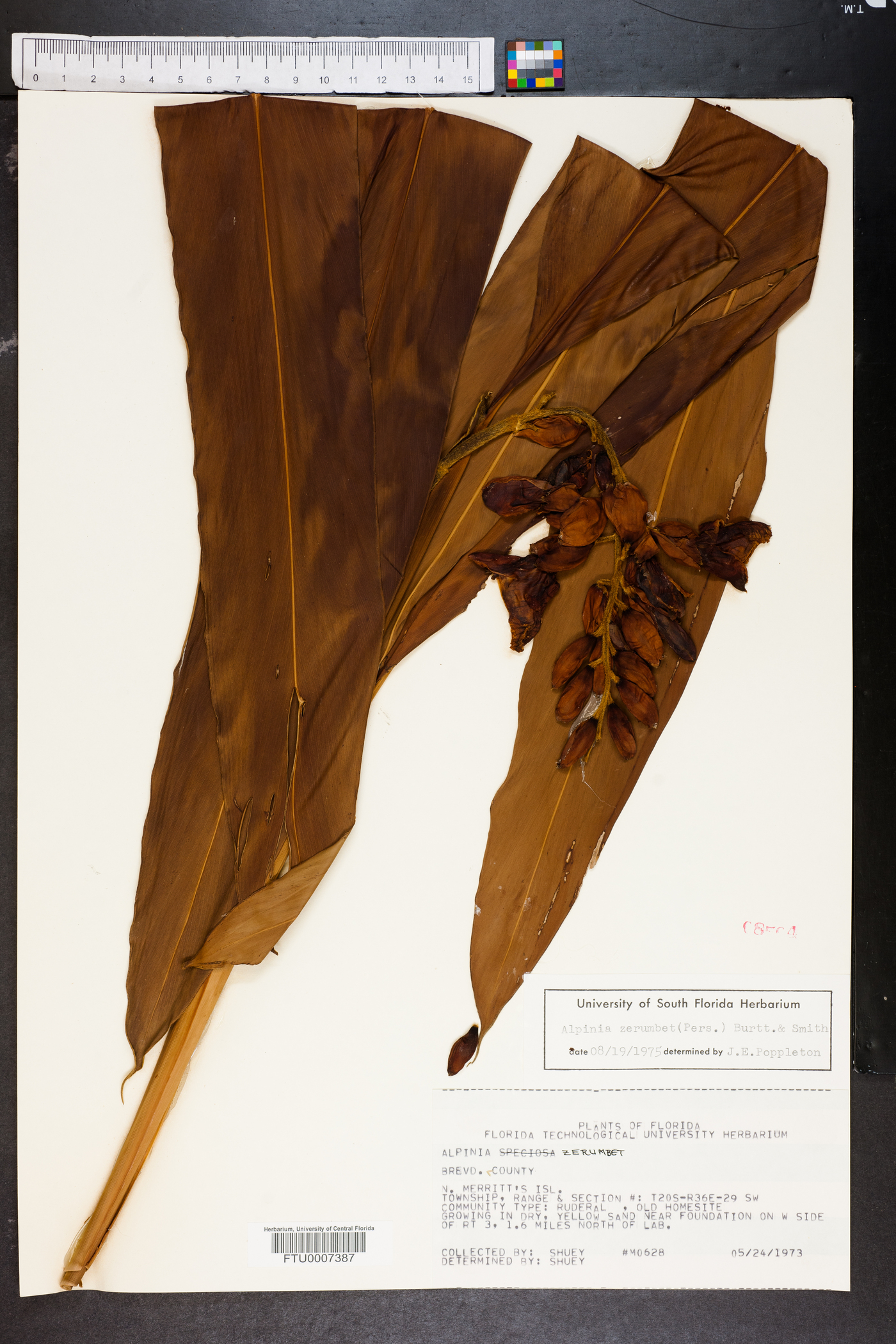 Alpinia zerumbet image