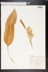 Image of Calathea virginalis