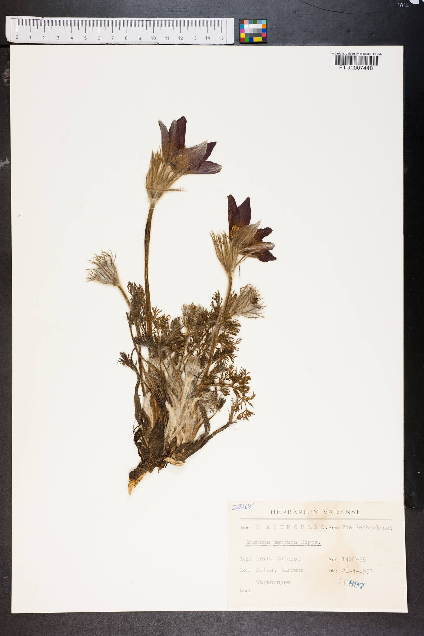 Anemone montana image