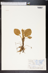 Caltha leptosepala image