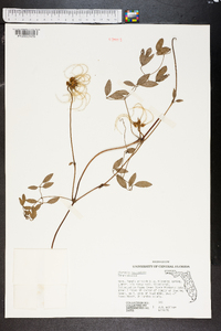 Clematis reticulata image