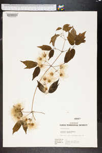 Clematis verticillaris image