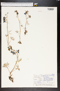 Delphinium nuttallianum image