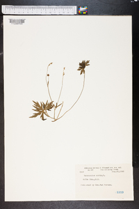 Ranunculus acris image