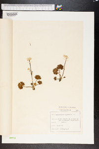 Ranunculus alpestris image