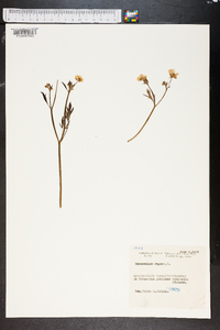 Ranunculus repens image