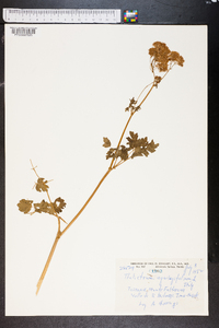 Thalictrum aquilegifolium image