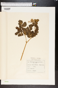 Thalictrum aquilegifolium image