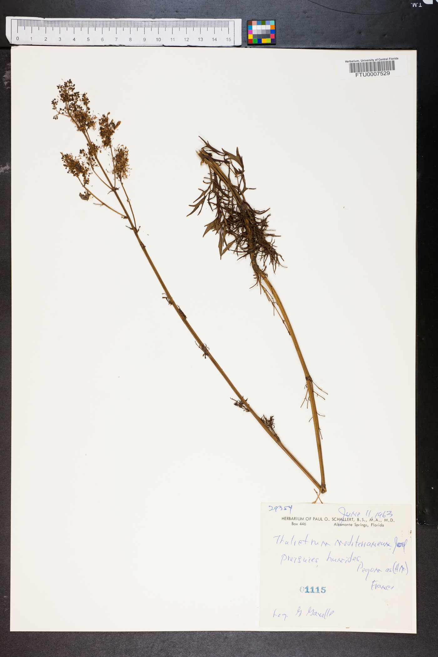 Thalictrum morisonii subsp. mediterraneum image