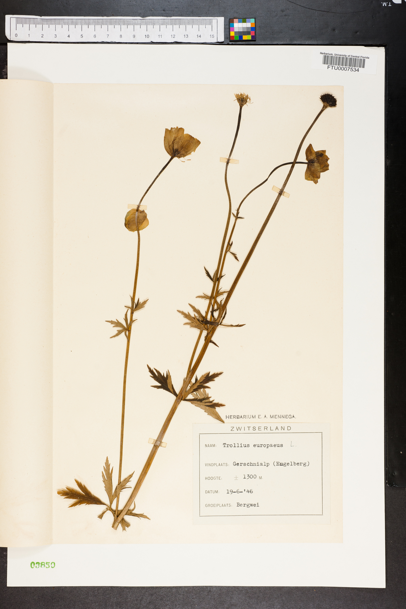 Trollius europaeus image