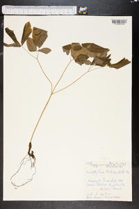 Caulophyllum thalictroides image