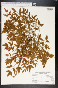 Nandina domestica image