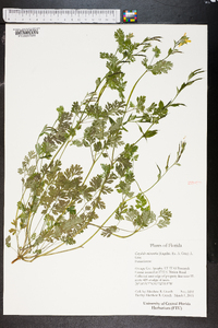 Corydalis micrantha image