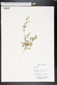 Fumaria officinalis image