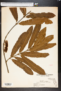 Macadamia ternifolia image