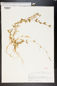 Arenaria longipedunculata image