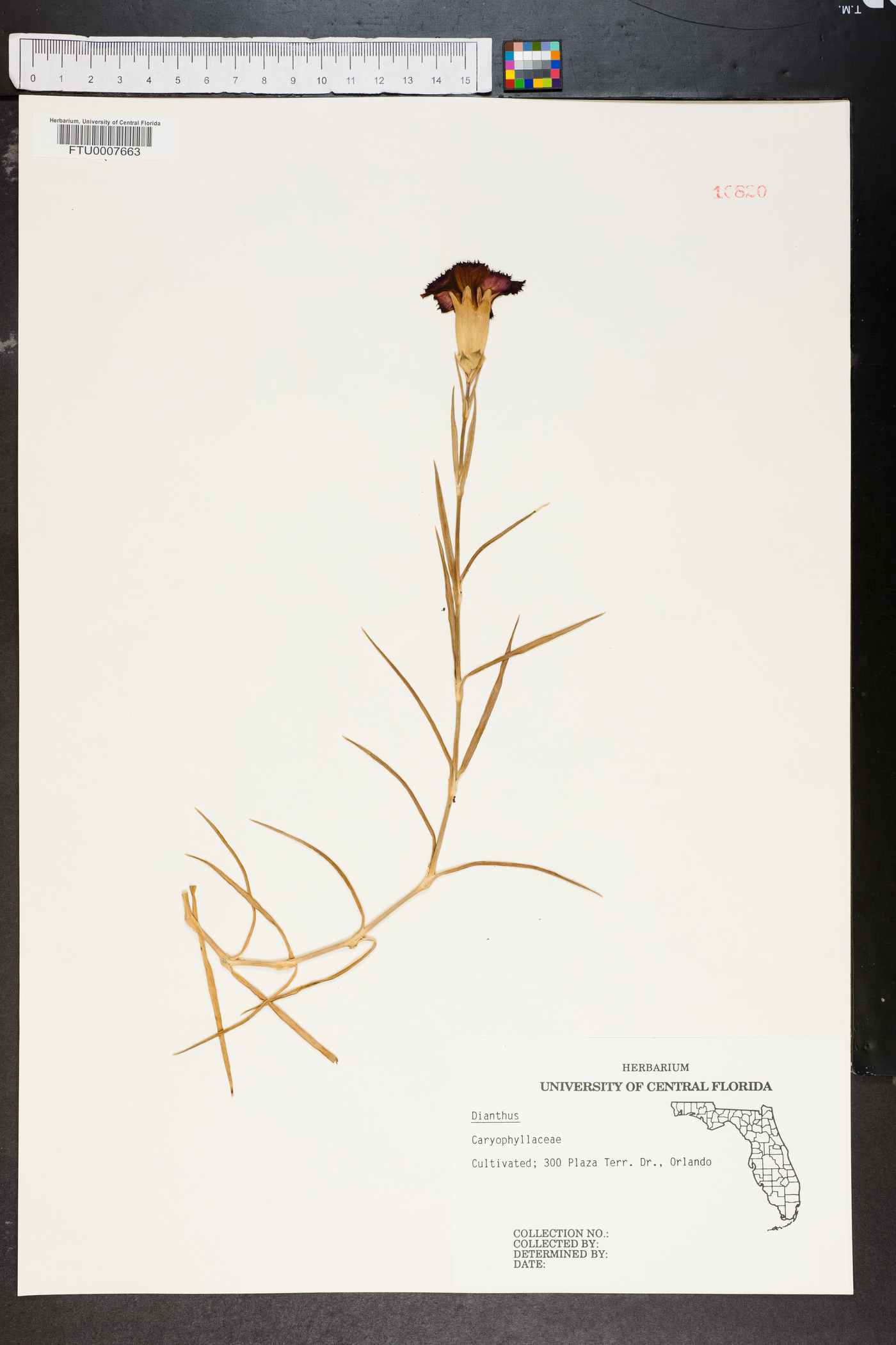 Dianthus plumarius image