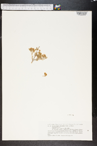 Gymnocarpos decandrus image