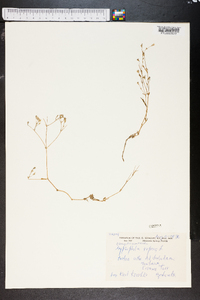 Gypsophila repens image