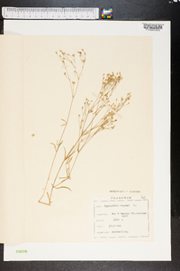 Gypsophila repens image