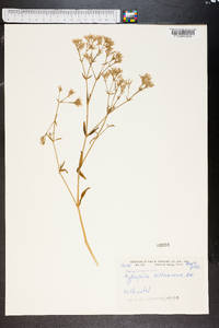 Gypsophila oldhamiana image