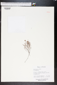 Stipulicida setacea image